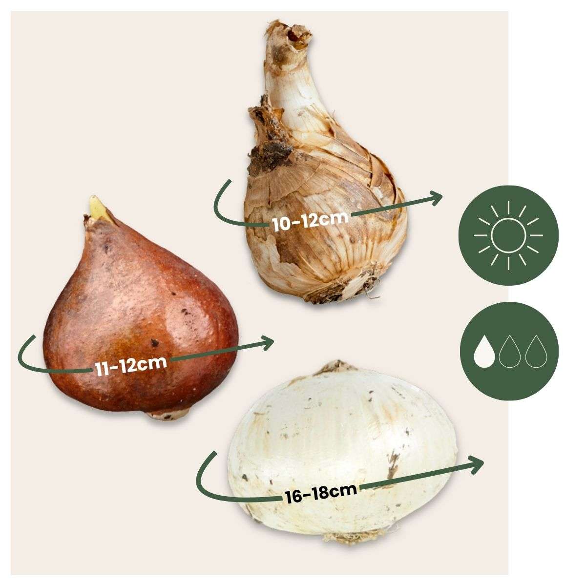 Other Types Of Flower Bulbs Dry Garden Box - 35 Flower Bulbs For Dry & Sunny Locations