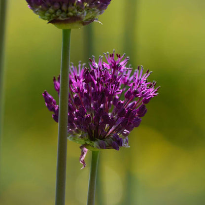 Other Types Of Flower Bulbs Dry Garden Box - 35 Flower Bulbs For Dry & Sunny Locations
