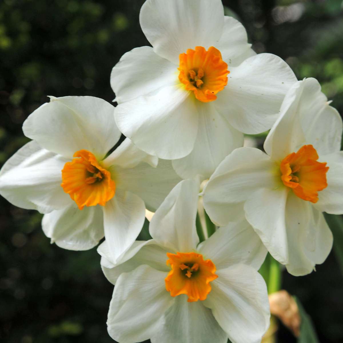 Other Types Of Flower Bulbs Dry Garden Box - 35 Flower Bulbs For Dry & Sunny Locations