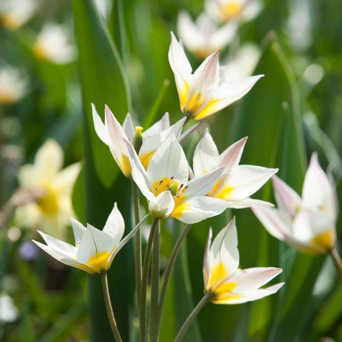 Other Types Of Flower Bulbs Dry Garden Box - 35 Flower Bulbs For Dry & Sunny Locations