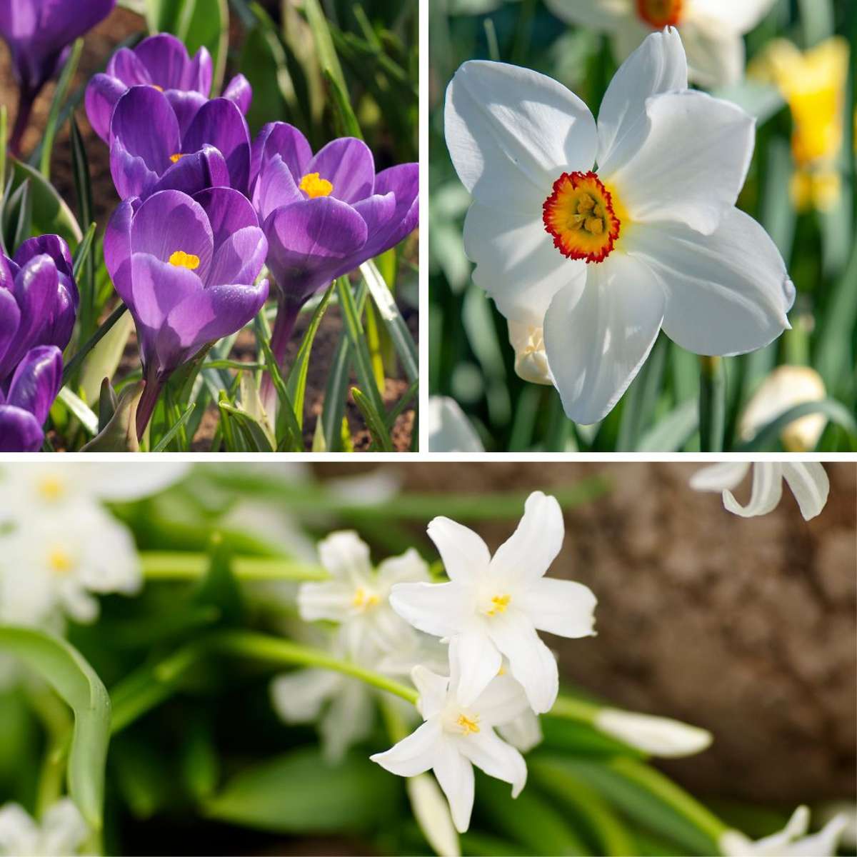 Bulb Mix Shade Garden Box - 50 Flower Bulbs For Shade & Partial Shade