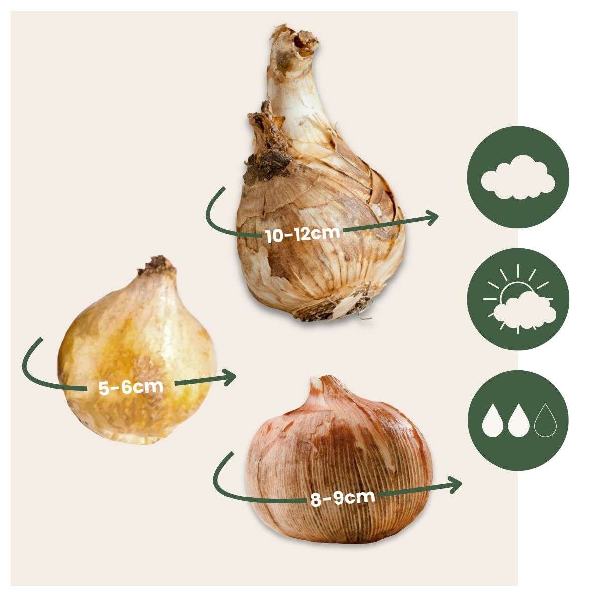 Bulb Mix Shade Garden Box - 50 Flower Bulbs For Shade & Partial Shade