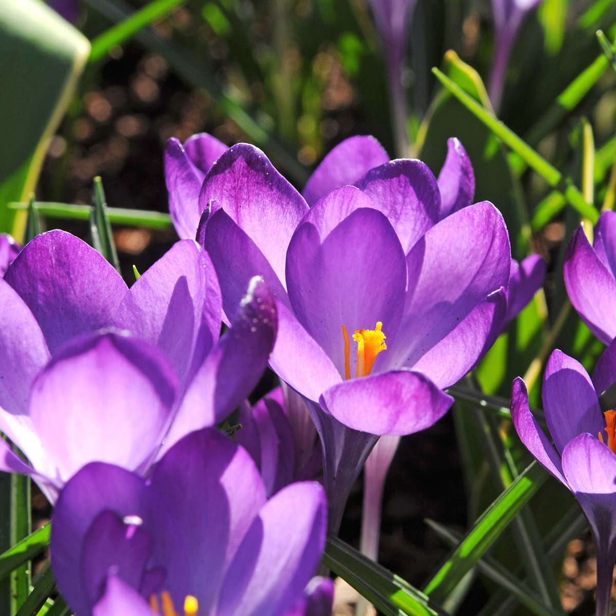 Bulb Mix Shade Garden Box - 50 Flower Bulbs For Shade & Partial Shade