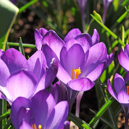 Bulb Mix Shade Garden Box - 50 Flower Bulbs For Shade & Partial Shade