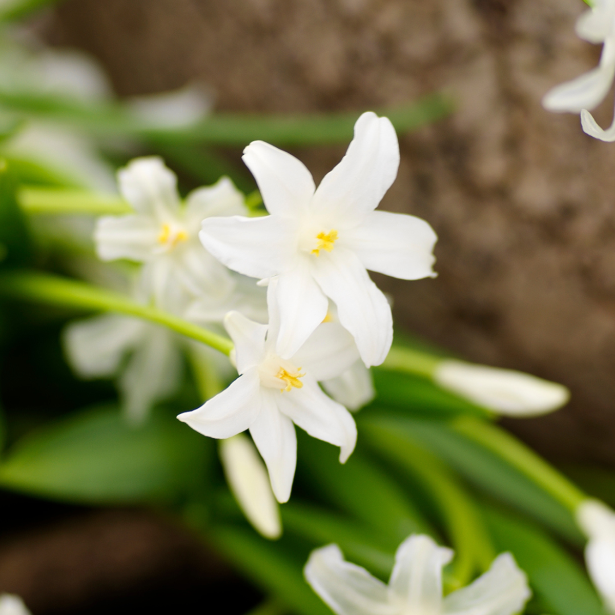 Bulb Mix Shade Garden Box - 50 Flower Bulbs For Shade & Partial Shade