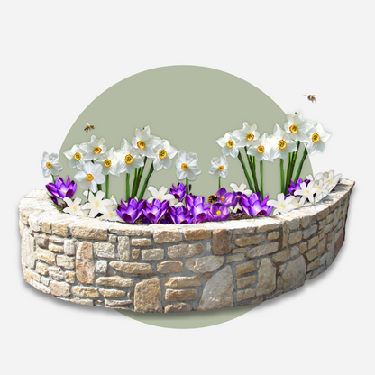 Bulb Mix Shade Garden Box - 50 Flower Bulbs For Shade & Partial Shade