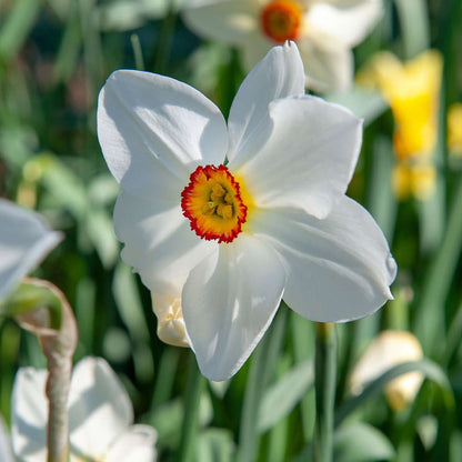 Bulb Mix Shade Garden Box - 50 Flower Bulbs For Shade & Partial Shade