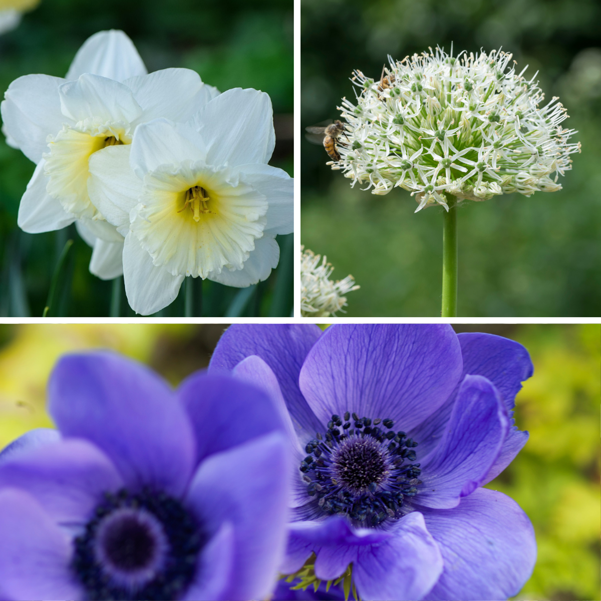 Other Types Of Flower Bulbs Flower Bulbs - 35 Pcs - Sunny Garden Box - Anemone, Allium, Daffodil