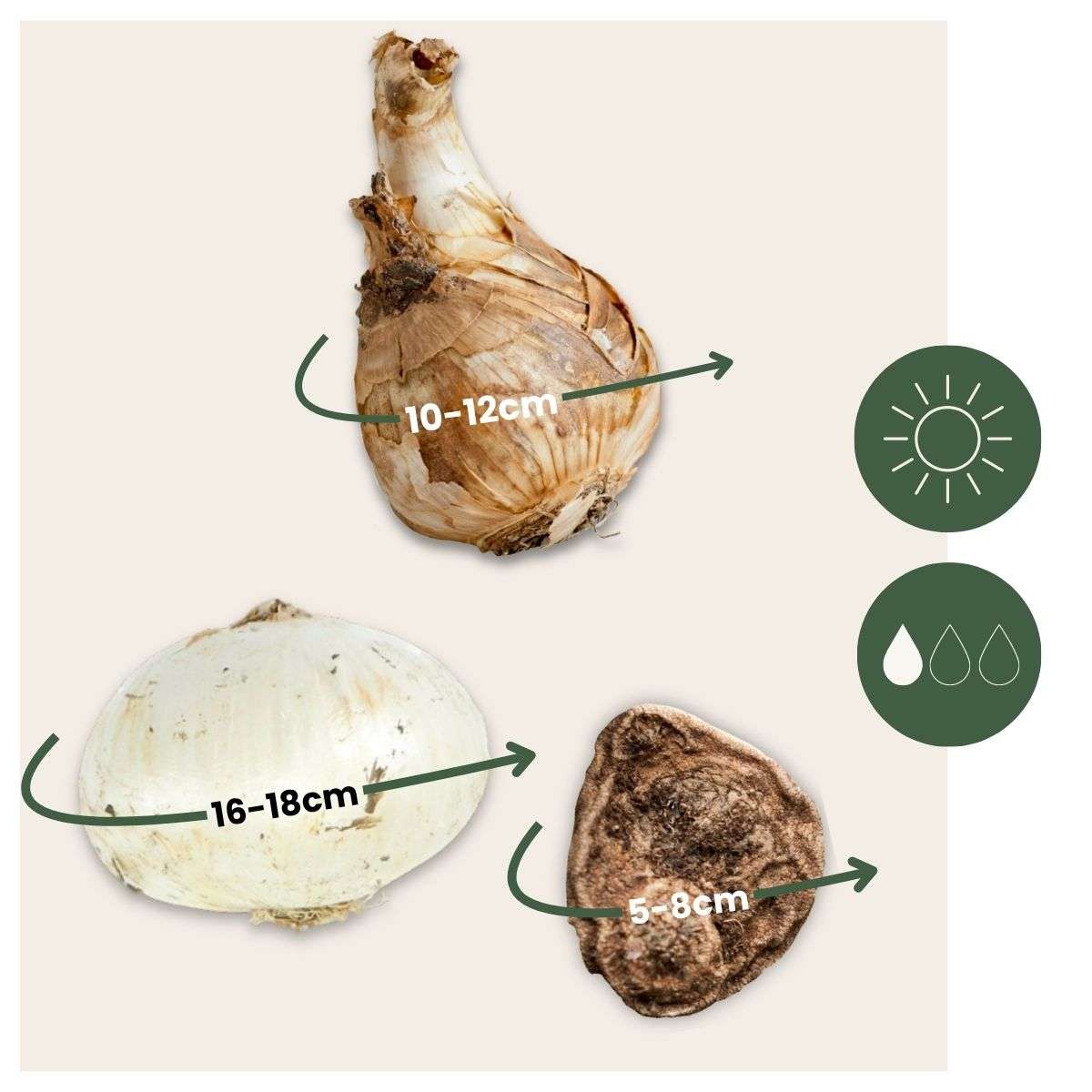 Other Types Of Flower Bulbs Flower Bulbs - 35 Pcs - Sunny Garden Box - Anemone, Allium, Daffodil