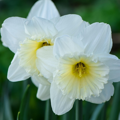 Other Types Of Flower Bulbs Flower Bulbs - 35 Pcs - Sunny Garden Box - Anemone, Allium, Daffodil