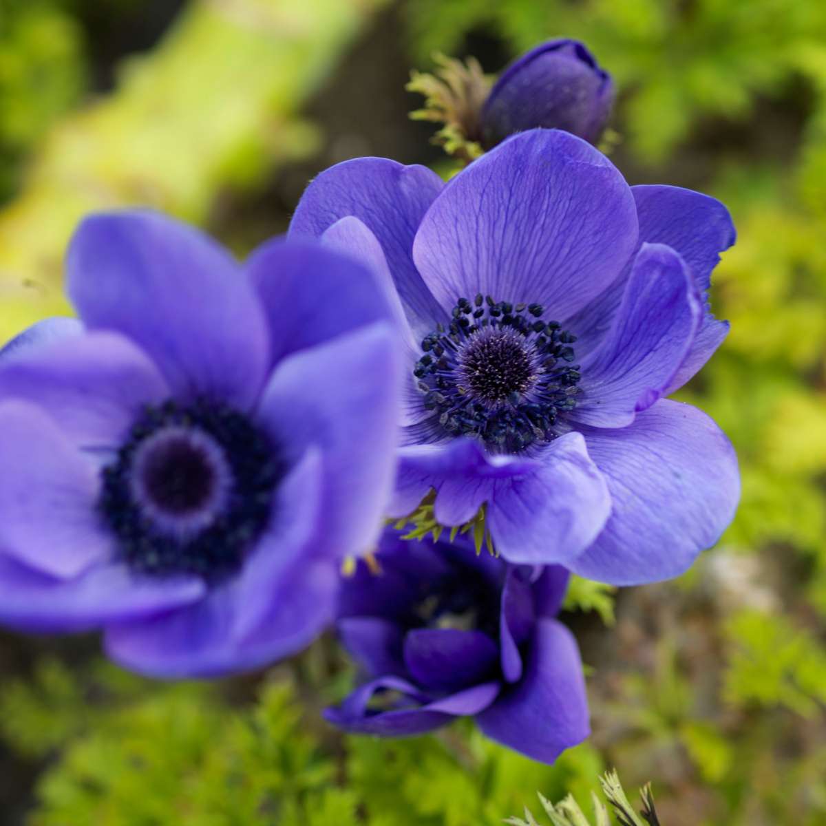 Other Types Of Flower Bulbs Flower Bulbs - 35 Pcs - Sunny Garden Box - Anemone, Allium, Daffodil