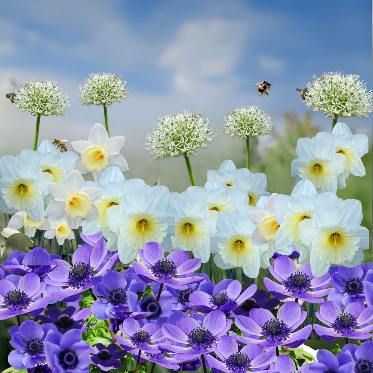 Other Types Of Flower Bulbs Flower Bulbs - 35 Pcs - Sunny Garden Box - Anemone, Allium, Daffodil