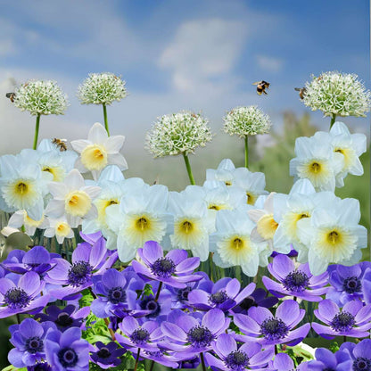 Other Types Of Flower Bulbs Flower Bulbs - 35 Pcs - Sunny Garden Box - Anemone, Allium, Daffodil