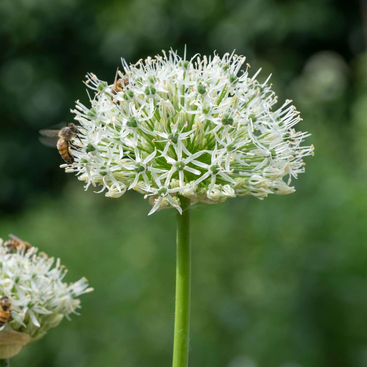 Other Types Of Flower Bulbs Flower Bulbs - 35 Pcs - Sunny Garden Box - Anemone, Allium, Daffodil