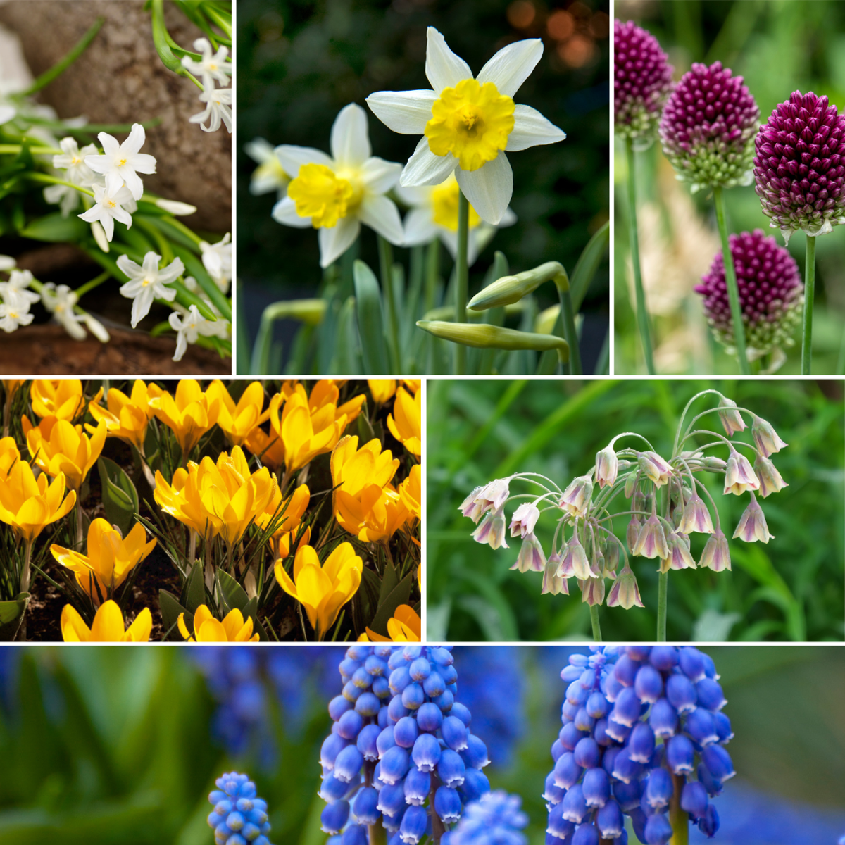 Bulb Mix Flower Bulbs For Insects - Mix Of 50 - Hardy & Perennial