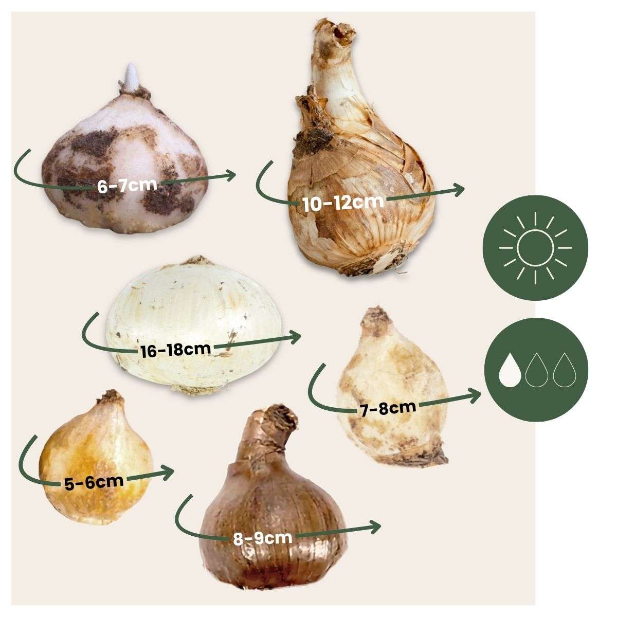 Bulb Mix Flower Bulbs For Insects - Mix Of 50 - Hardy & Perennial