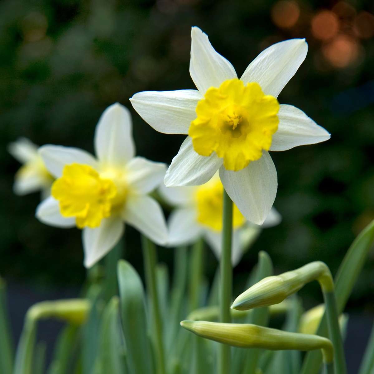 Bulb Mix Flower Bulbs For Insects - Mix Of 50 - Hardy & Perennial