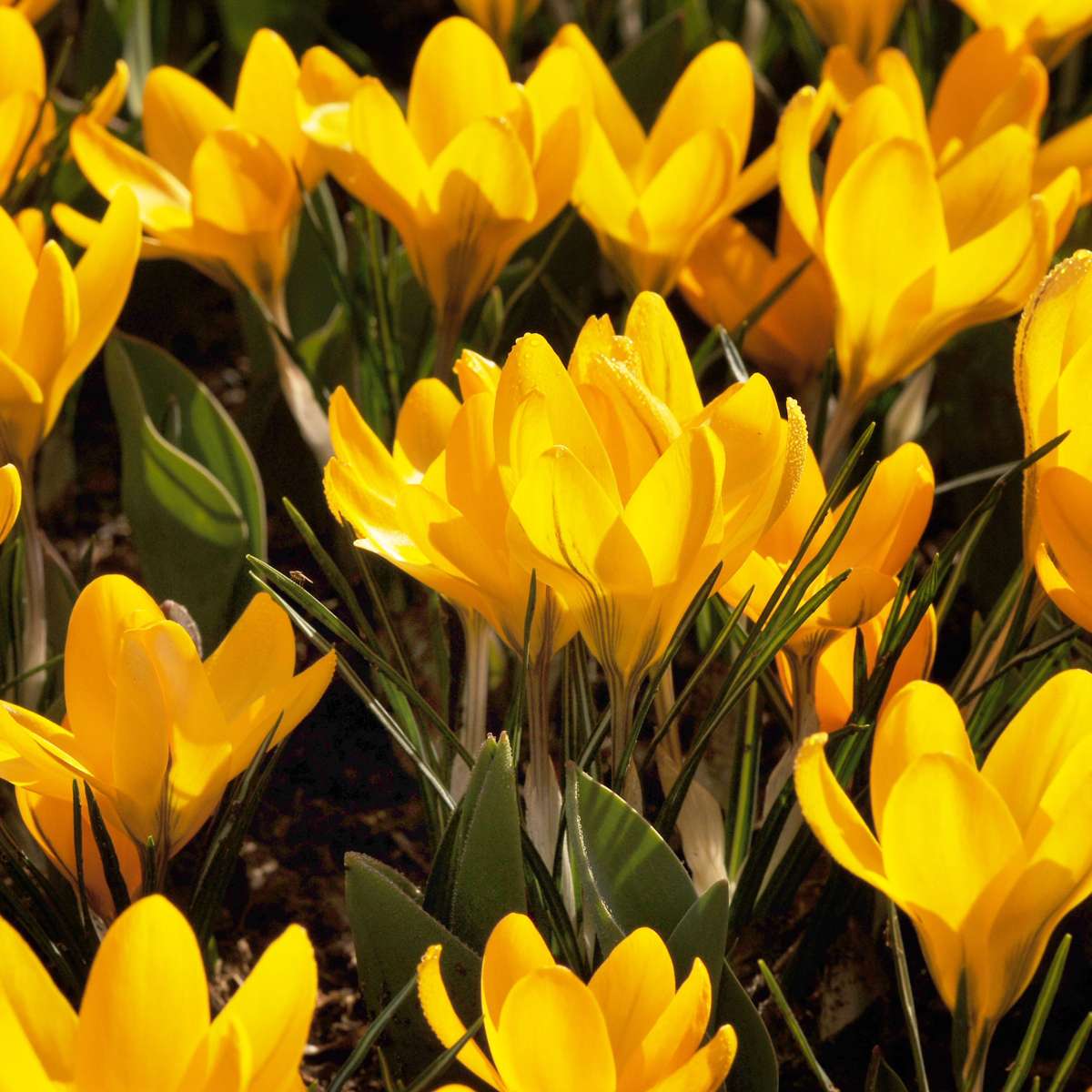 Bulb Mix Flower Bulbs For Insects - Mix Of 50 - Hardy & Perennial