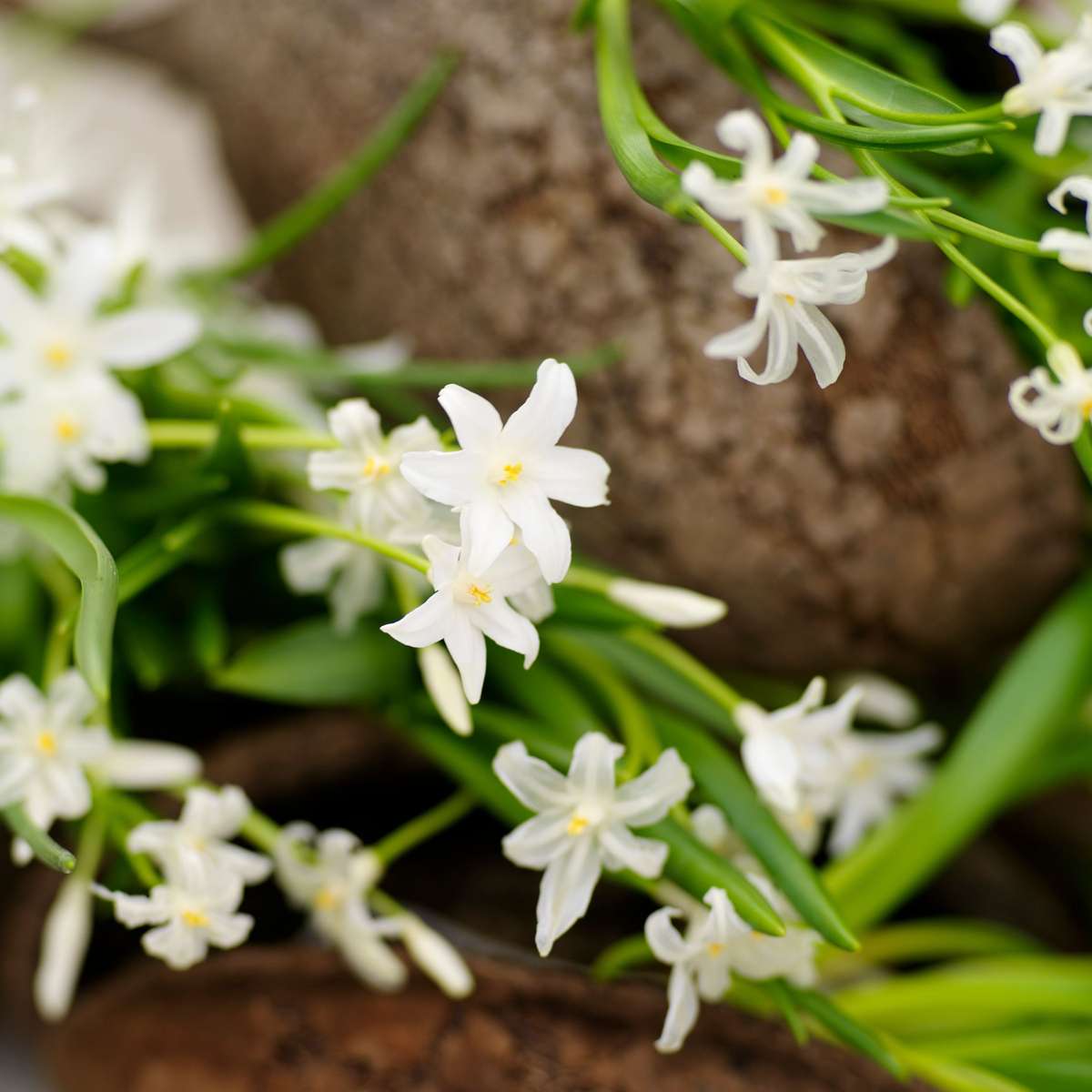 Bulb Mix Flower Bulbs For Insects - Mix Of 50 - Hardy & Perennial