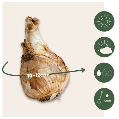 Daffodil Bulbs - 10 Pcs. - Narcissus 'Double Mix' - Flower Bulbs