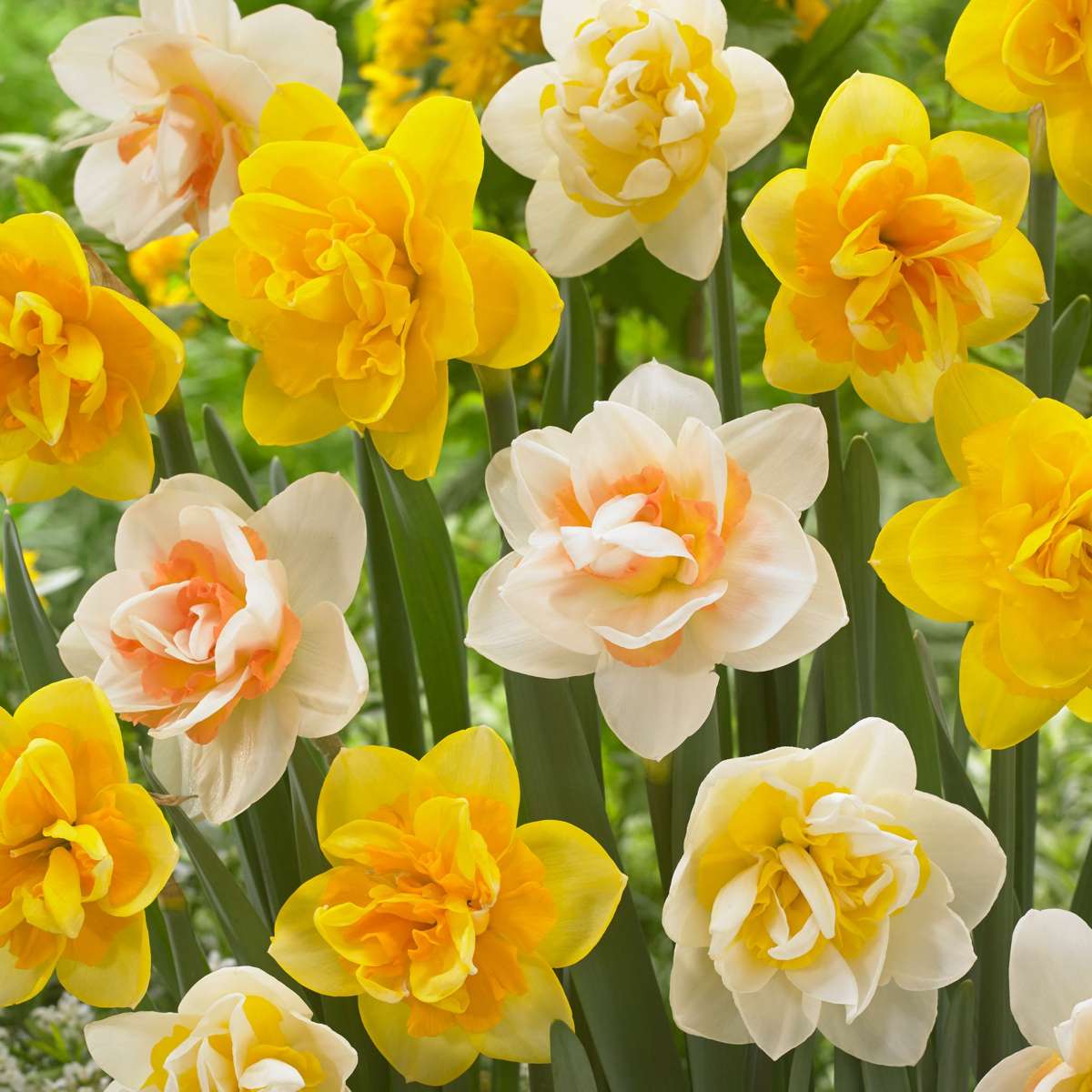 Daffodil Bulbs - 10 Pcs. - Narcissus 'Double Mix' - Flower Bulbs