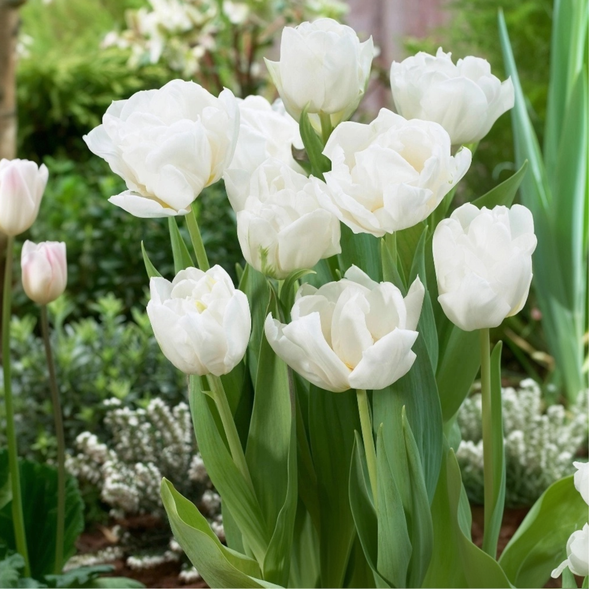 Tulip Bulbs - 14 Pcs. - Tulipa 'Mondial' - Flower Bulbs