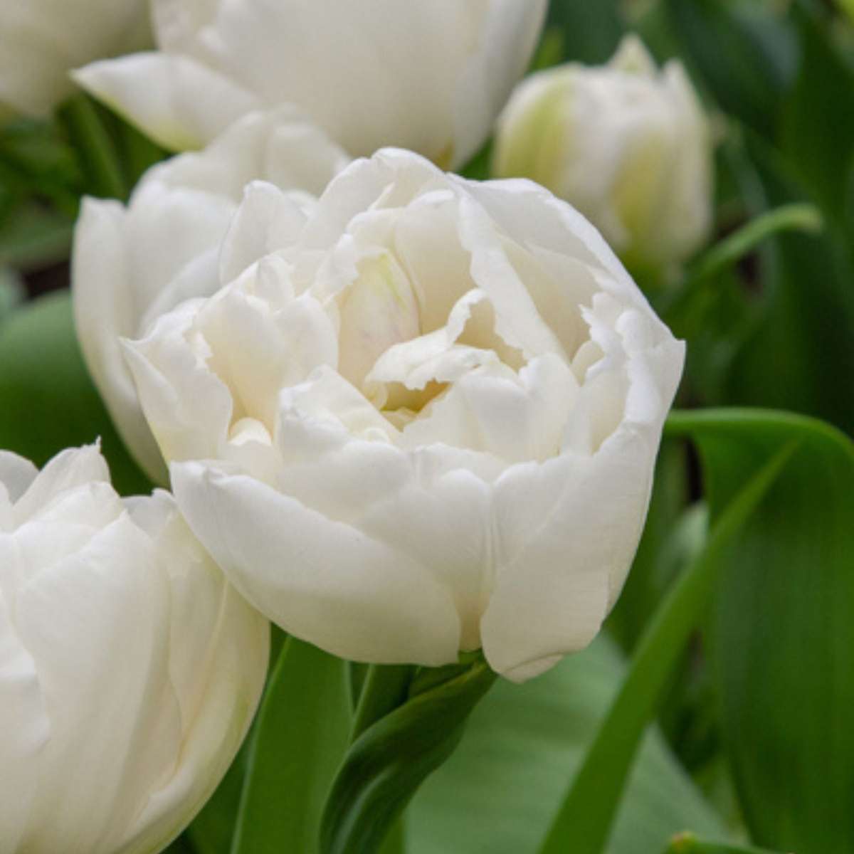 Tulip Bulbs - 14 Pcs. - Tulipa 'Mondial' - Flower Bulbs