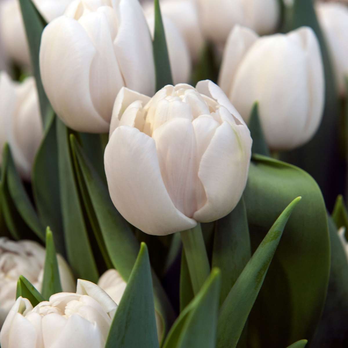 Tulip Bulbs - 14 Pcs. - Tulipa 'Mondial' - Flower Bulbs