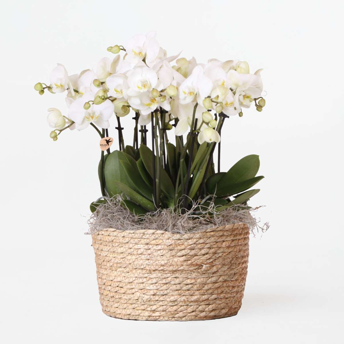 Phalaenopsis Orchid In White Basket - Phalaenopsis - Height 40–50Cm - ⌀28Cm