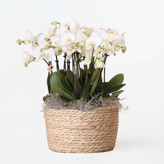 Phalaenopsis Orchid In White Basket - Phalaenopsis - Height 40–50Cm - ⌀28Cm