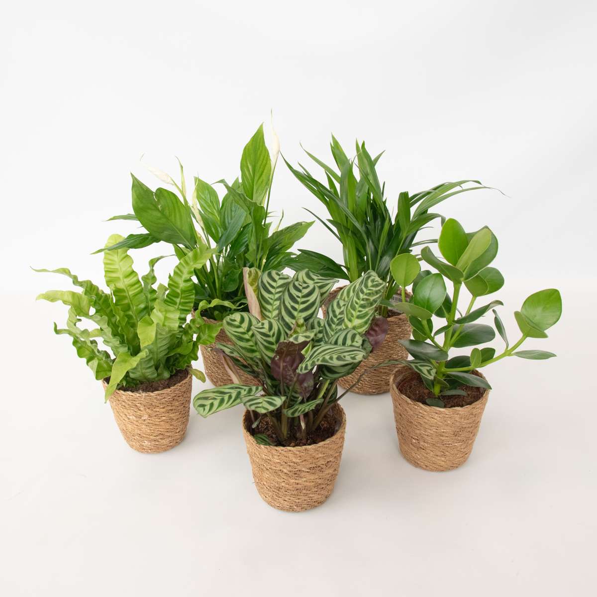 Other Green Houseplants Air Purifying Mix - 5 Pcs. - Houseplants Incl. Baskets - Height 25-40Cm - ⌀12Cm
