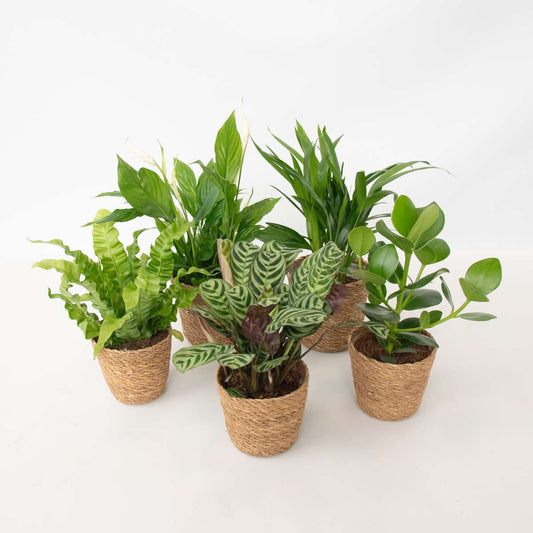 Other Green Houseplants Air Purifying Mix - 5 Pcs. - Houseplants Incl. Baskets - Height 25-40Cm - ⌀12Cm