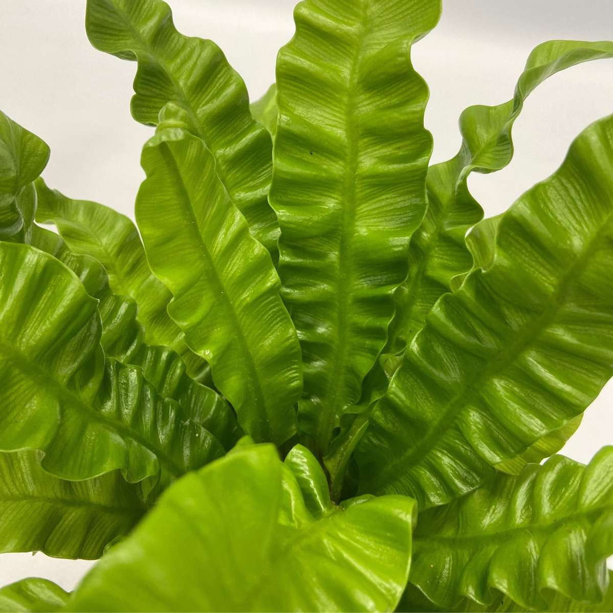 Other Green Houseplants Air Purifying Mix - 5 Pcs. - Houseplants Incl. Baskets - Height 25-40Cm - ⌀12Cm