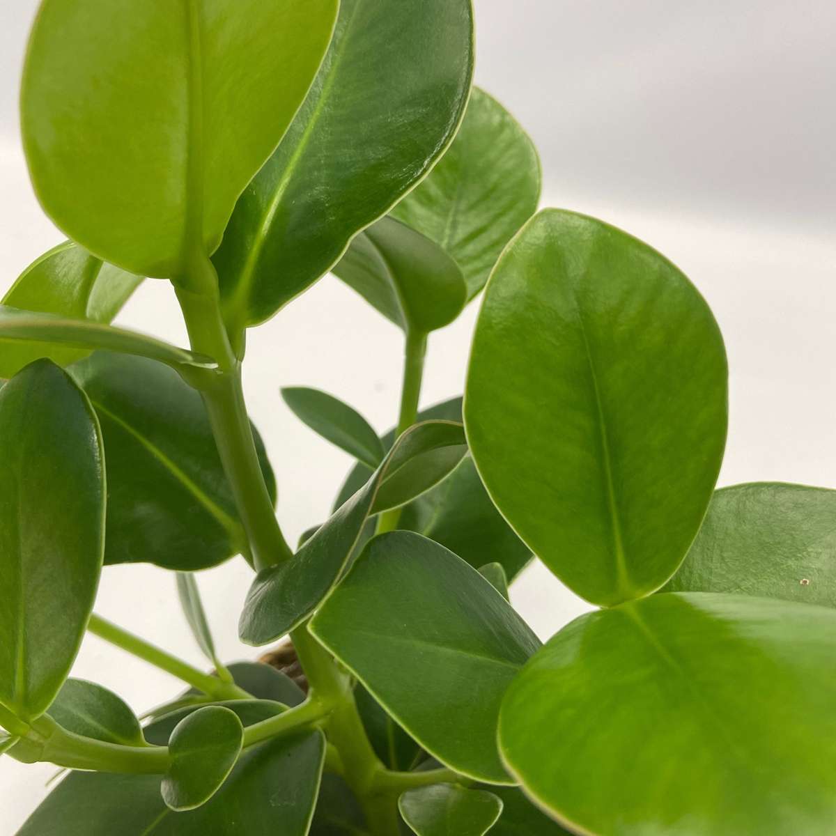 Other Green Houseplants Air Purifying Mix - 5 Pcs. - Houseplants Incl. Baskets - Height 25-40Cm - ⌀12Cm