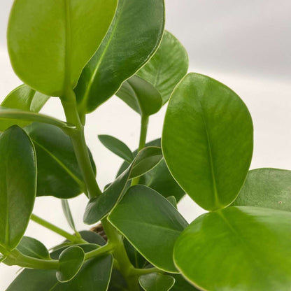 Other Green Houseplants Air Purifying Mix - 5 Pcs. - Houseplants Incl. Baskets - Height 25-40Cm - ⌀12Cm