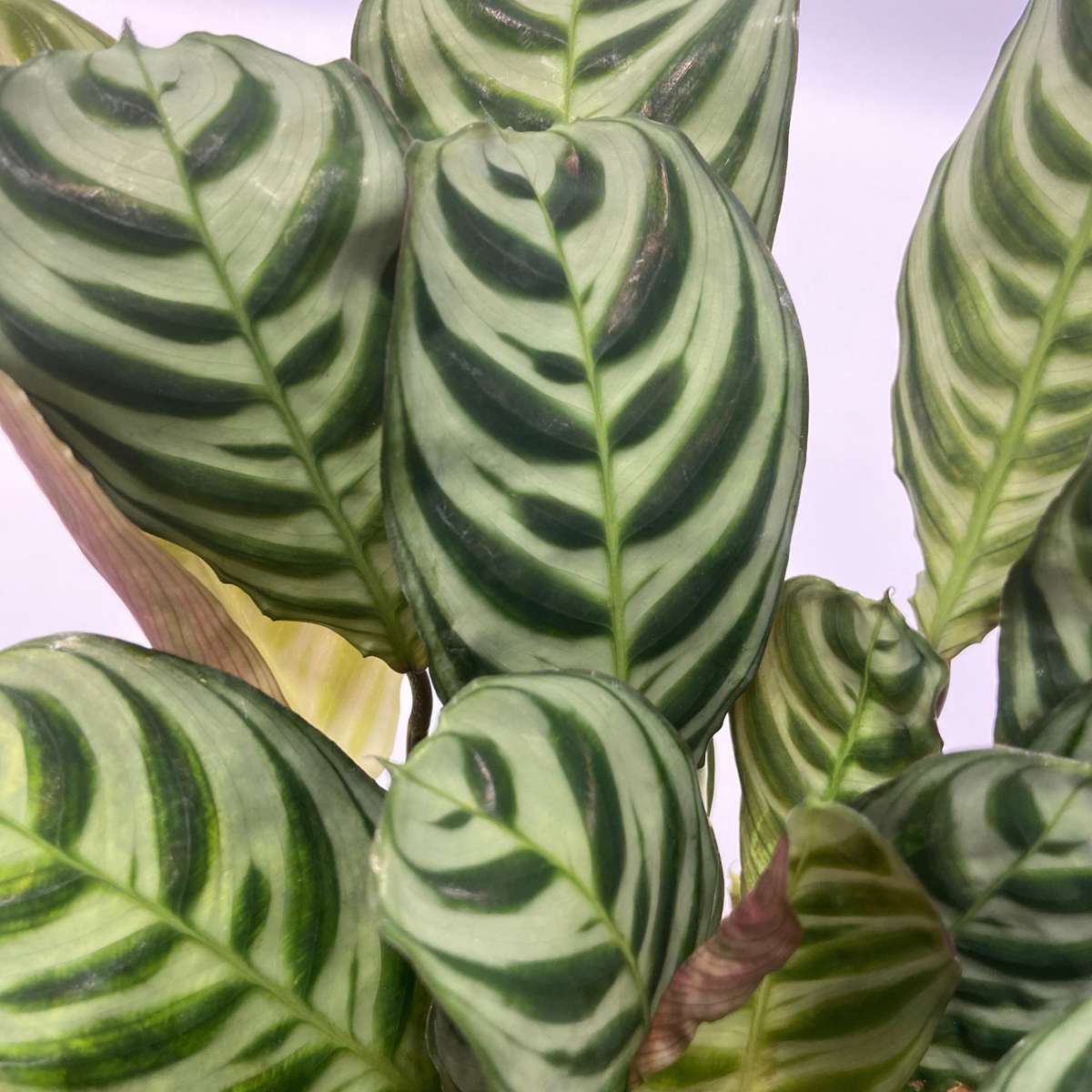 Other Green Houseplants Air Purifying Mix - 5 Pcs. - Houseplants Incl. Baskets - Height 25-40Cm - ⌀12Cm