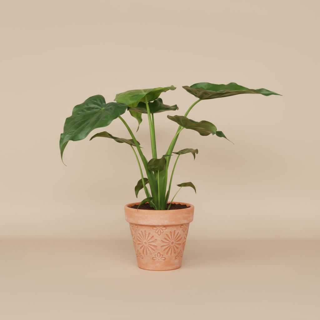 Alocasia 'Cucullata' - 70-80cm - pot size ⌀19cm 