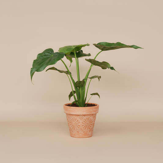 Alocasia 'Cucullata' - 70-80cm - pot size ⌀19cm 