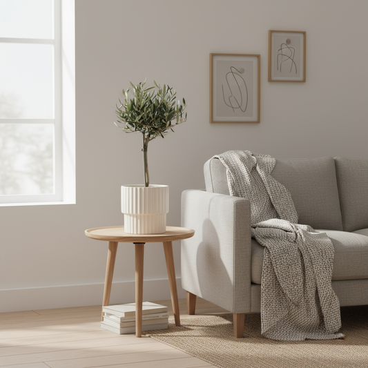 Olive tree Olea Europaea - 45-55 cm - pot size ⌀14 cm