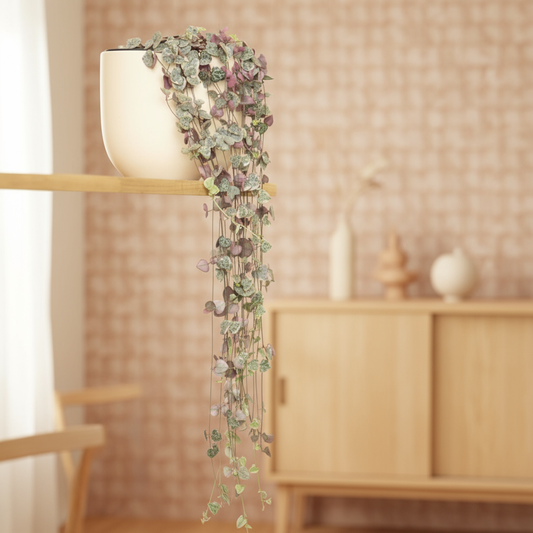 String of Hearts Ceropegia Linearis Woodii - 20-30cm - pot size ⌀14cm 