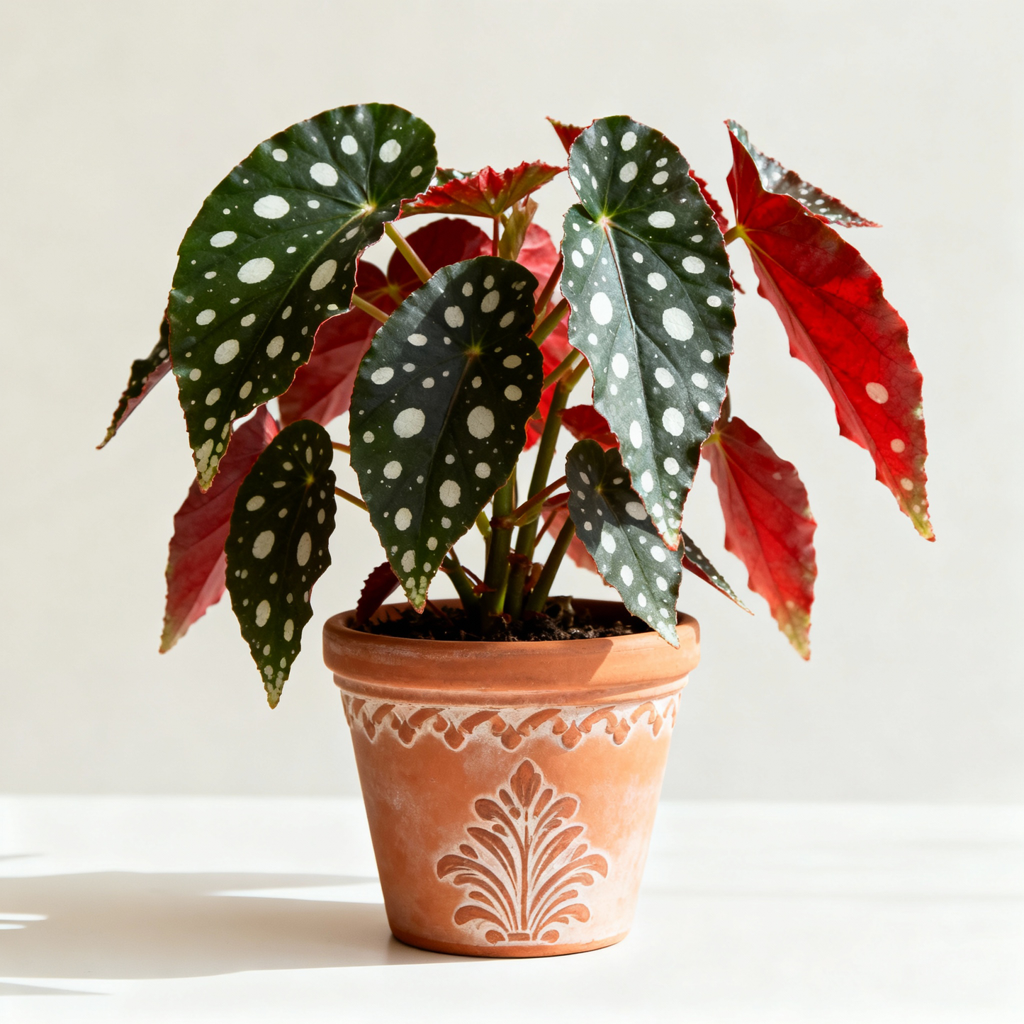 Limited offer! - Begonia Maculata Wightii